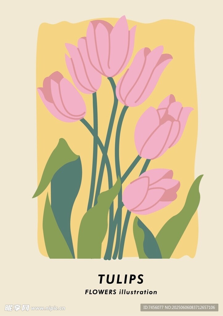 粉色郁金香插画
