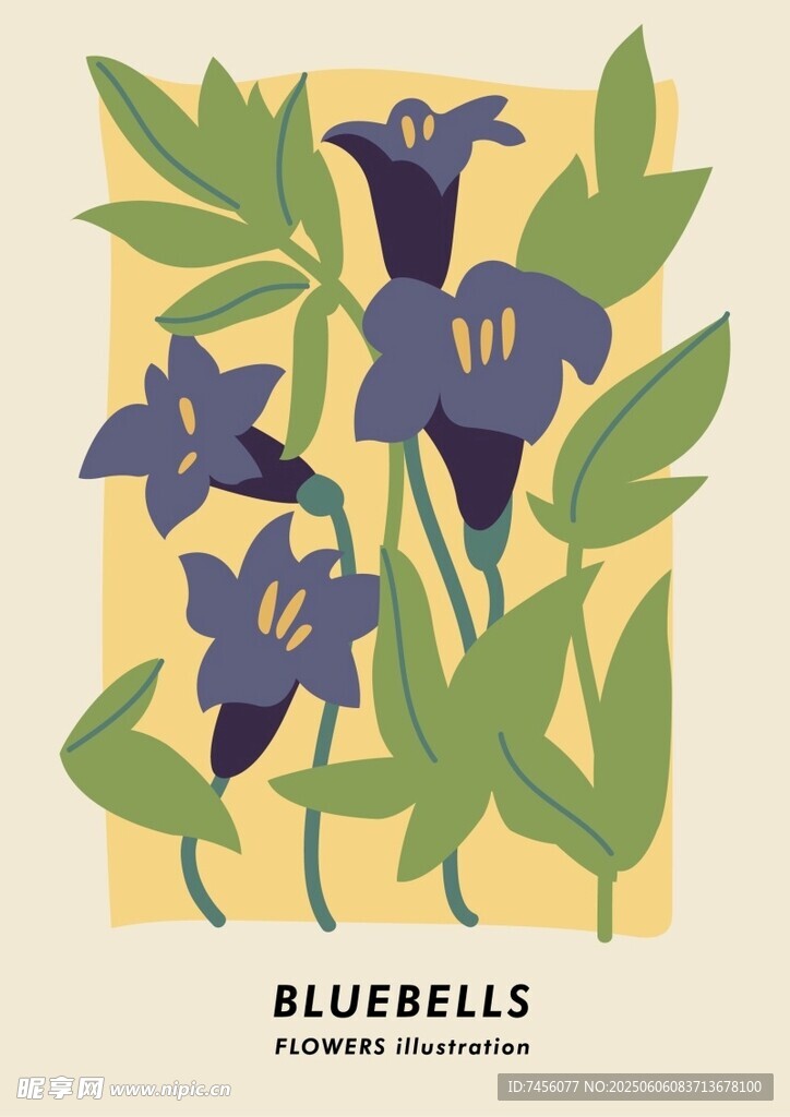 蓝铃花插画