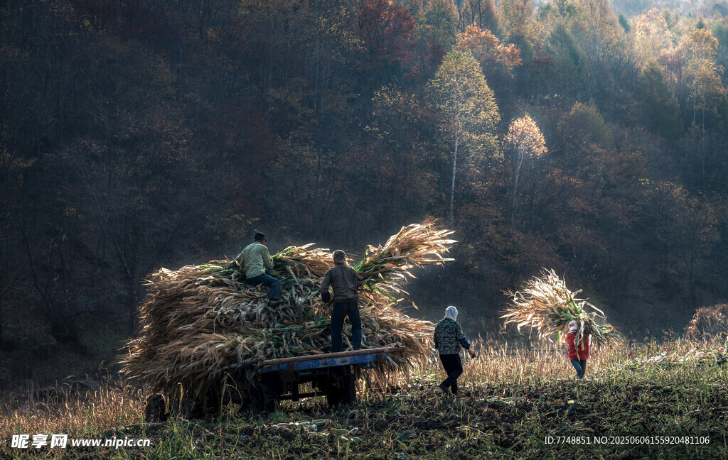 秋日田野的农忙景象