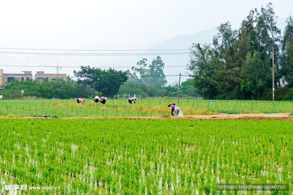 田园农耕景象