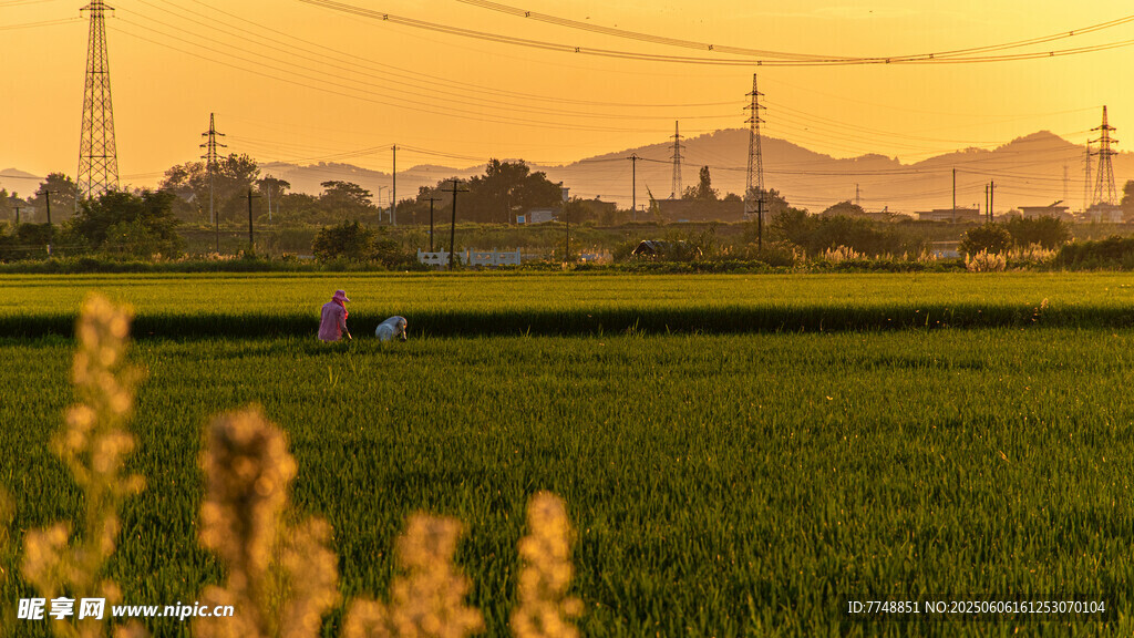 夕阳下的田野农耕景象
