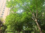 城市中繁茂的绿树景观