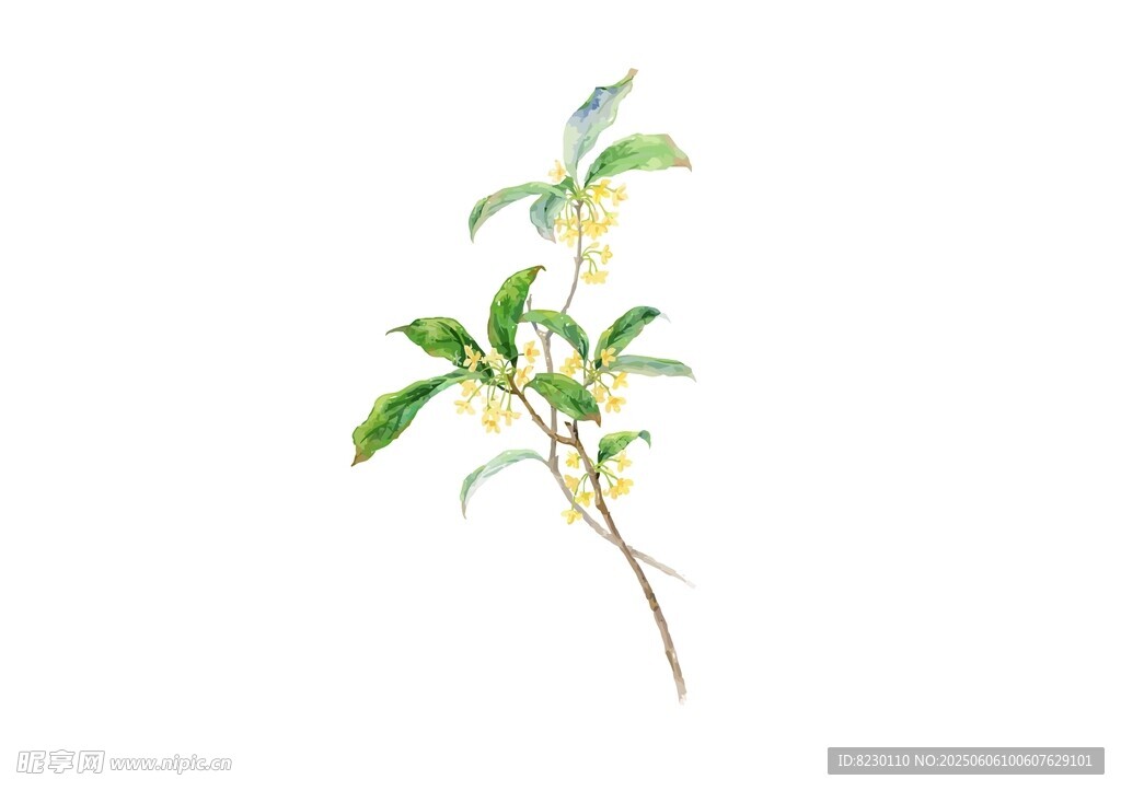 桂花枝条特写