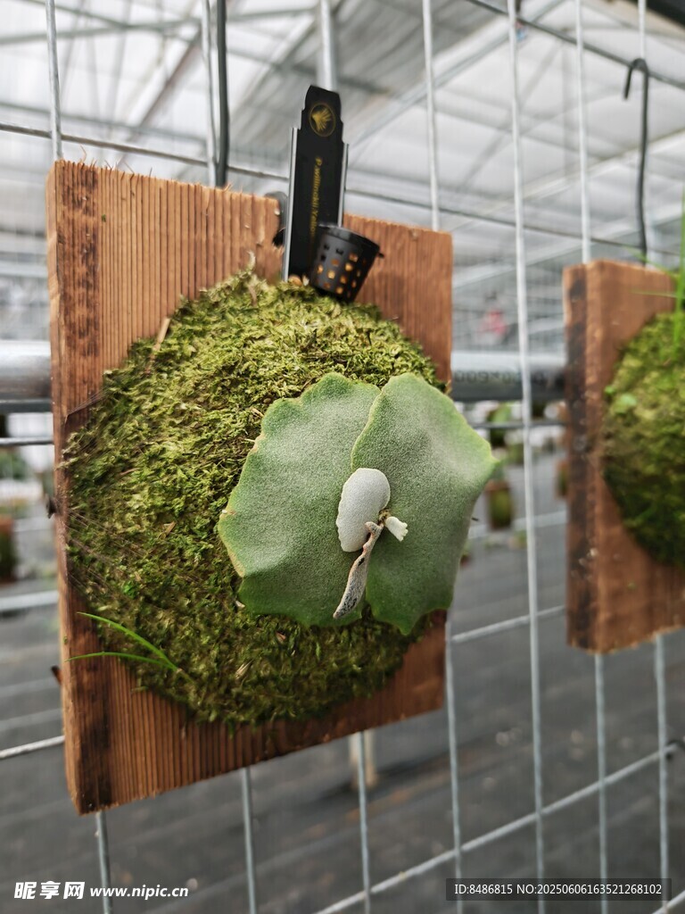 木板悬挂的苔藓绿植景观