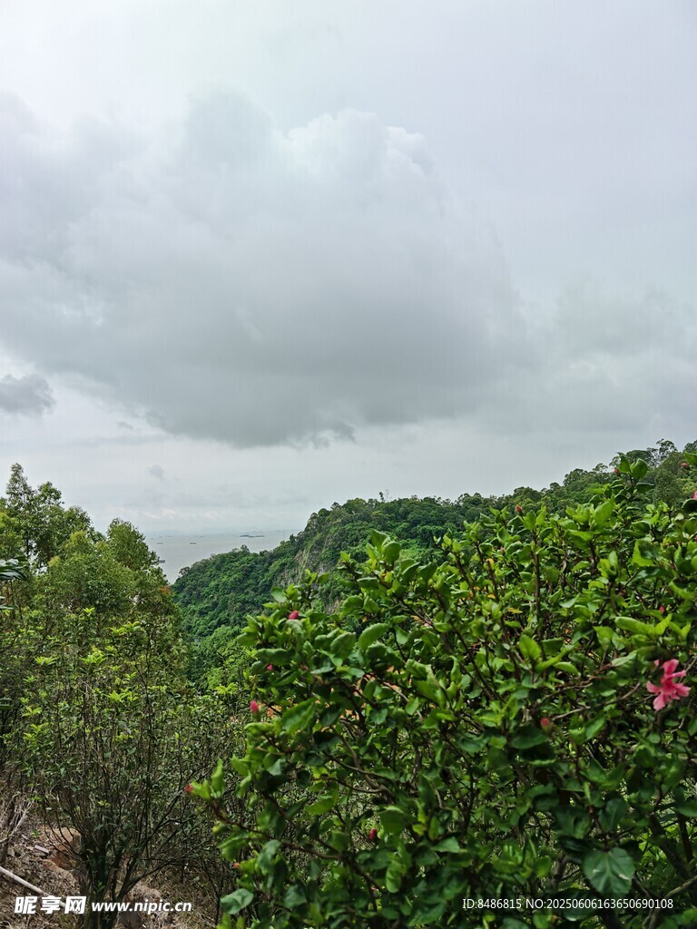 云雾缭绕的山林绿植景观