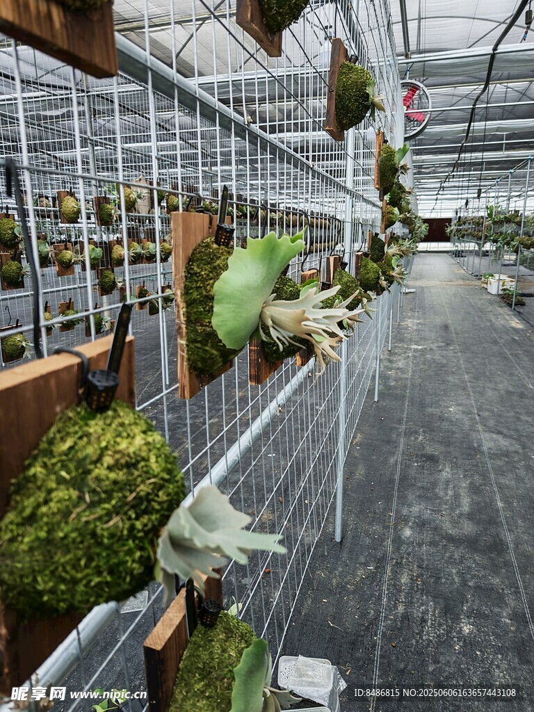 温室中的多样绿植景观