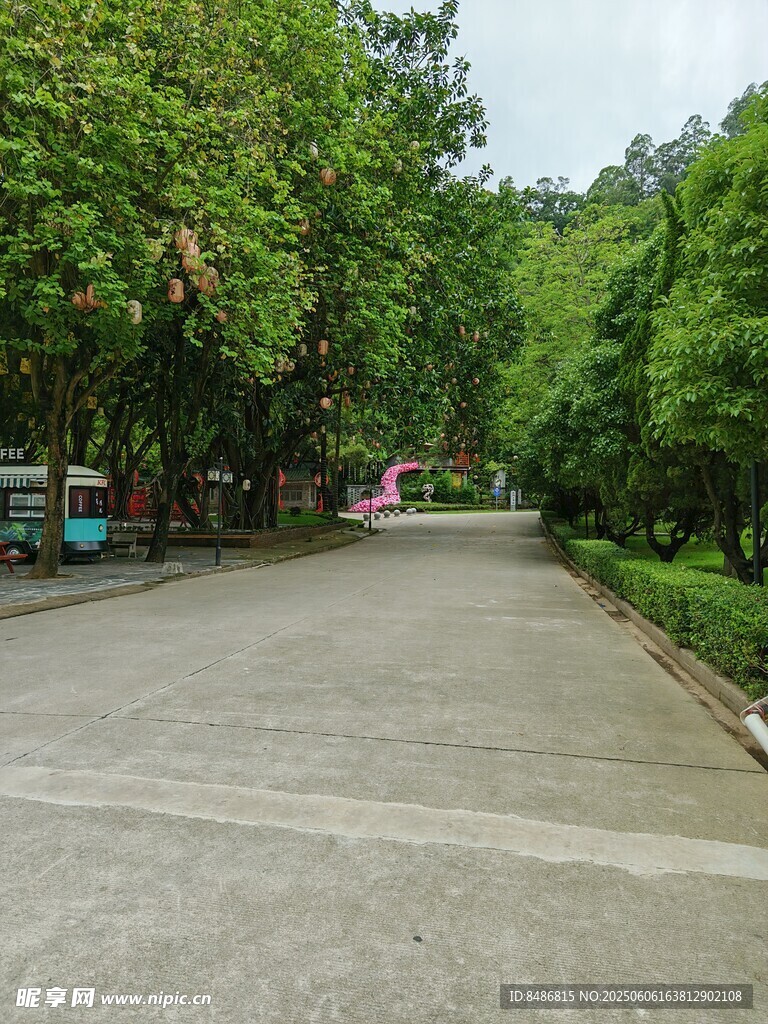 林荫下的宁静道路