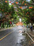 雨后挂灯笼的林荫街道