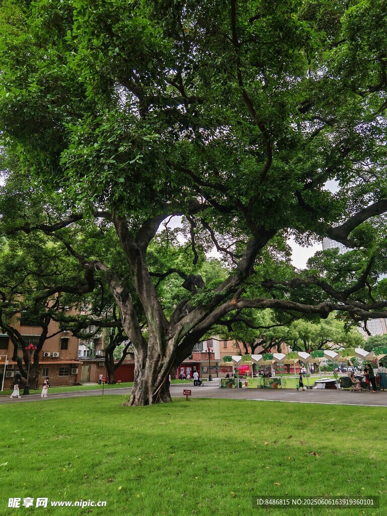 公园中繁茂大树与绿草地