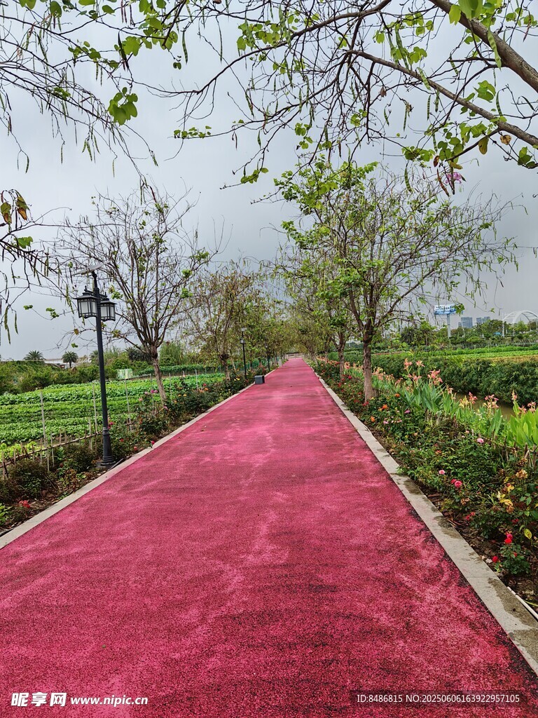 红地毯铺就的美丽步道