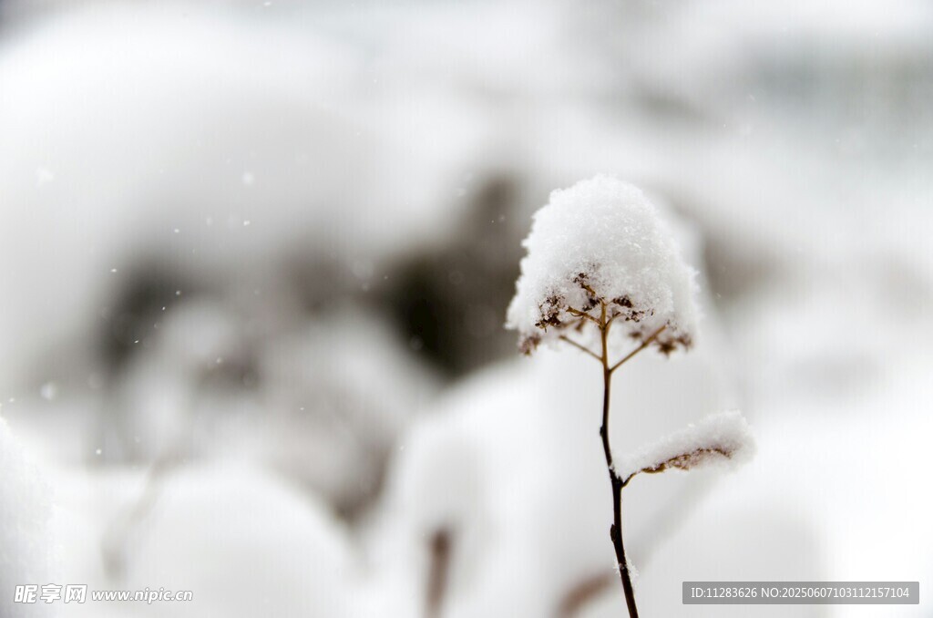 雪覆植物的冬日景致