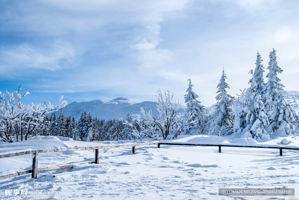 冬日雪景中的静谧森林
