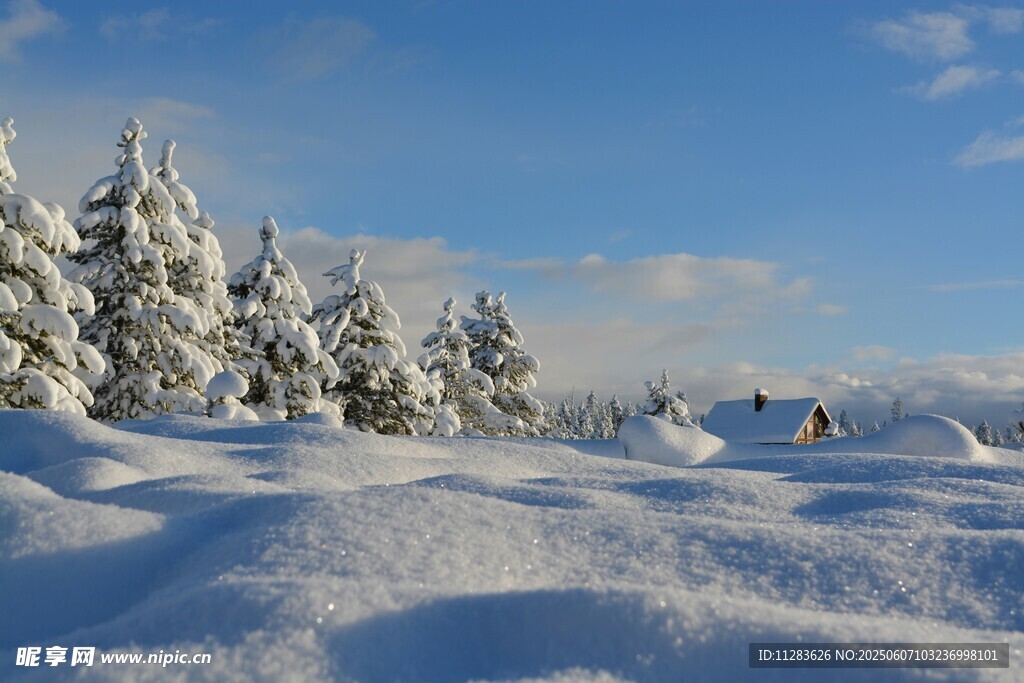 冬日雪景中的雪覆树木