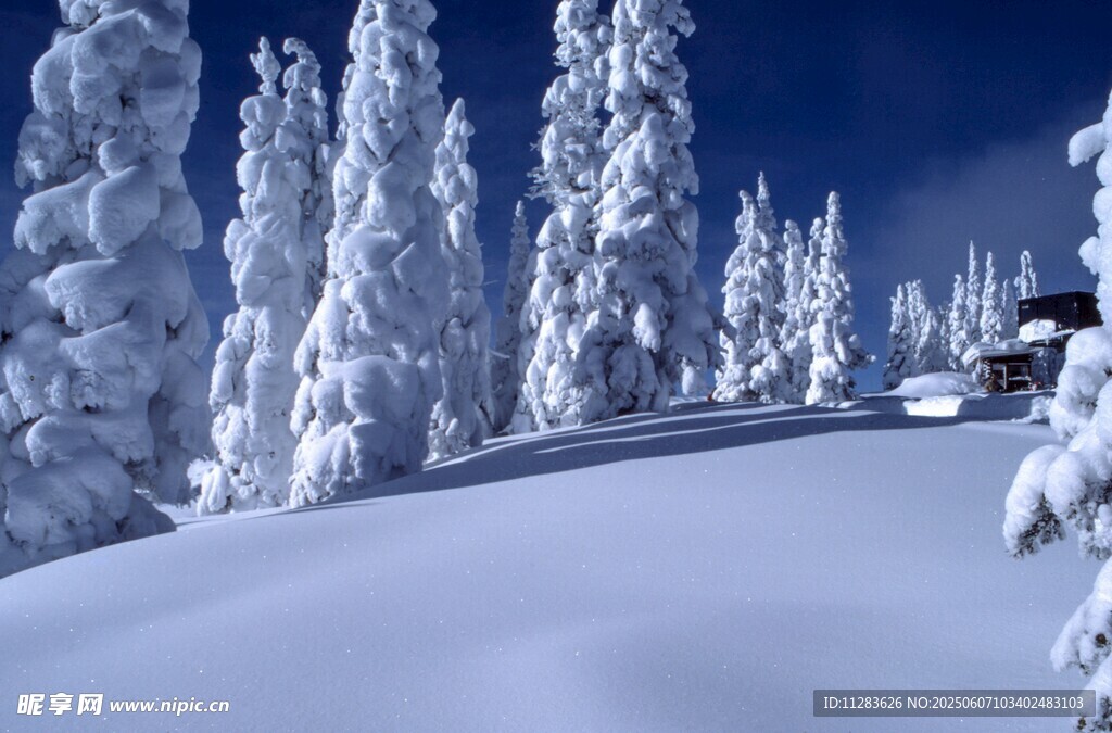冬日雪林美景