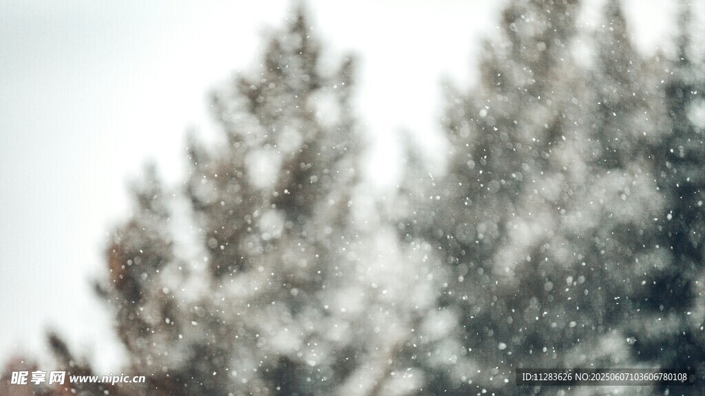 雪覆松树美景