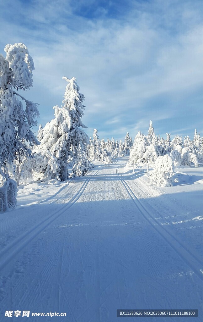 冬日雪景中的银白森林