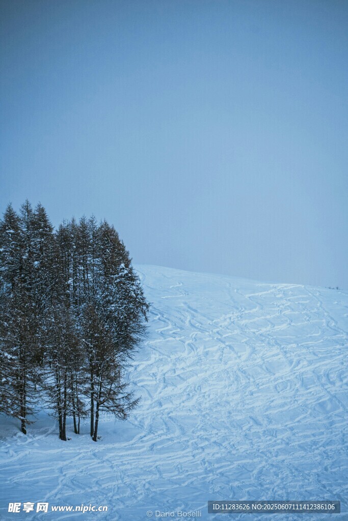 雪野中的几棵树木