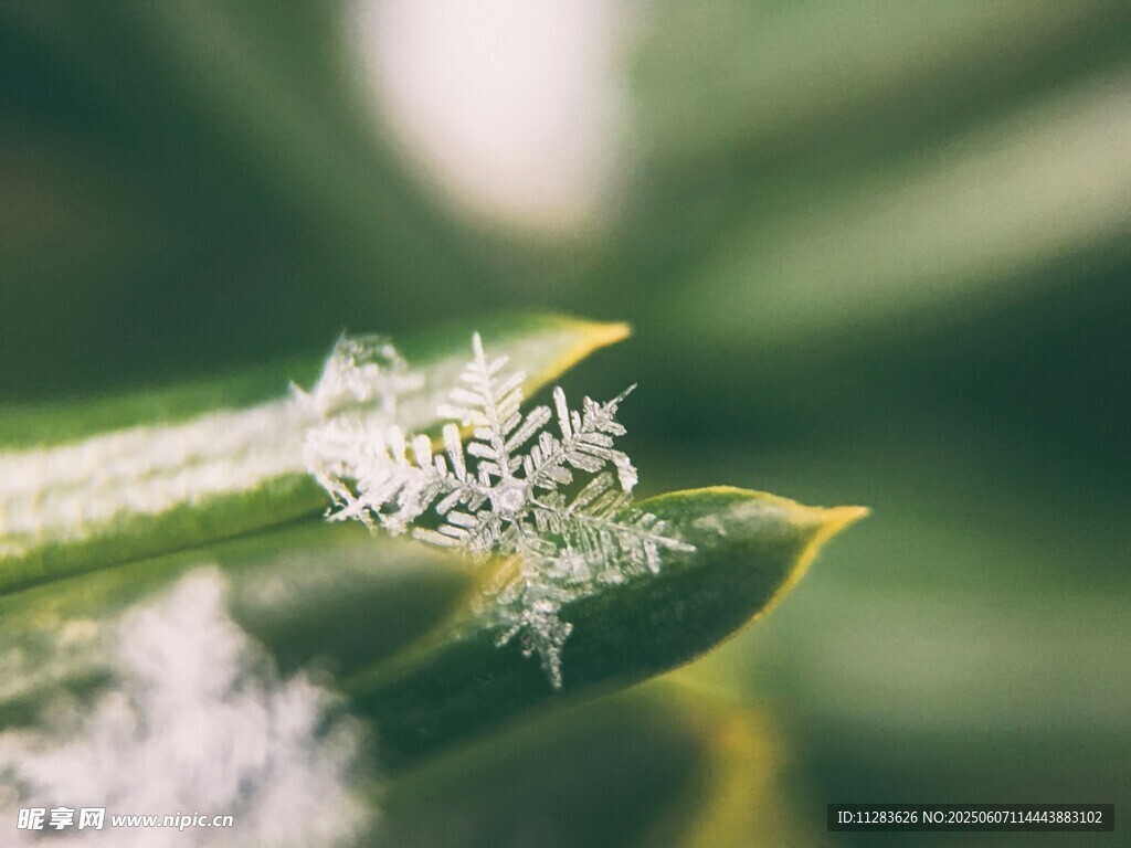 叶片上的精致霜花