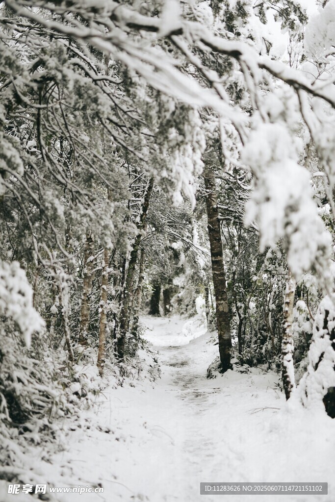 雪覆林间小道