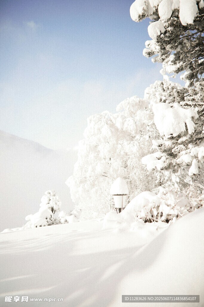 冬日雪景中的银白树木