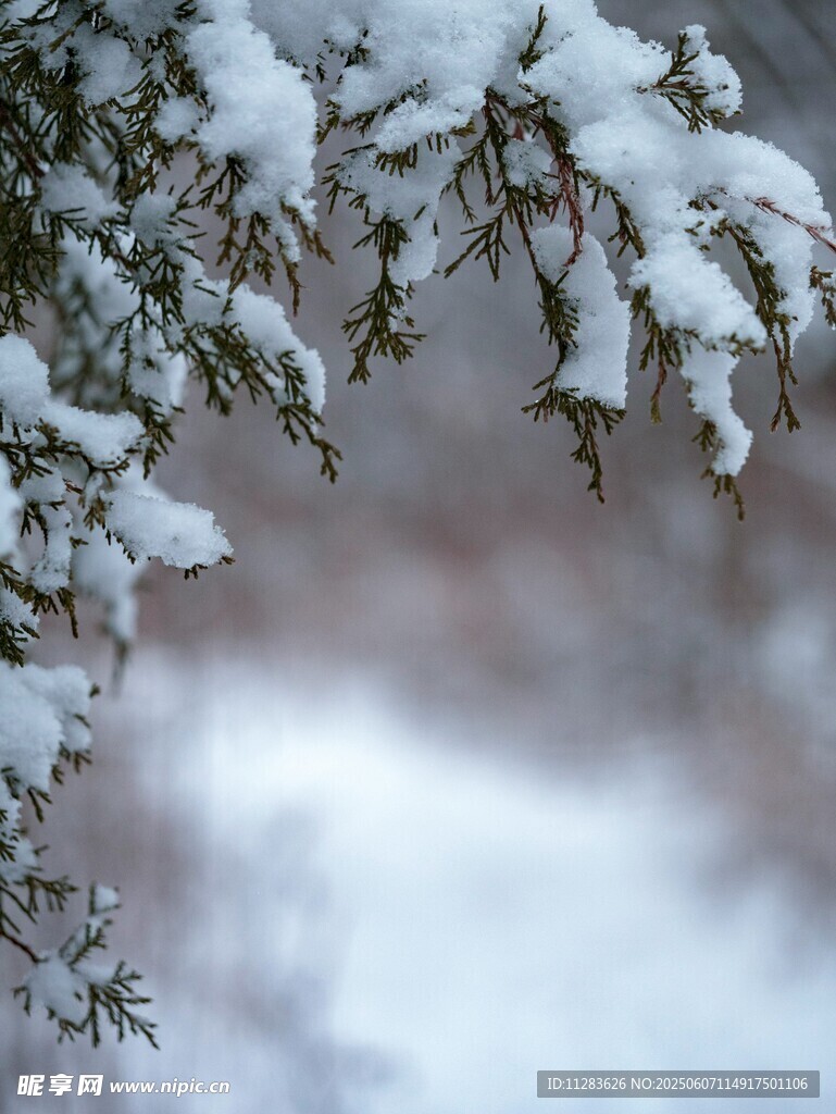 枝头覆雪的冬日景致