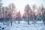 冬日雪林的梦幻暮色