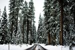 雪覆森林中的蜿蜒道路