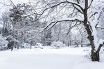 冬日雪景中的静谧树林