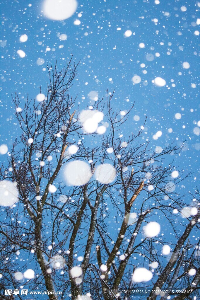 飘雪的树枝
