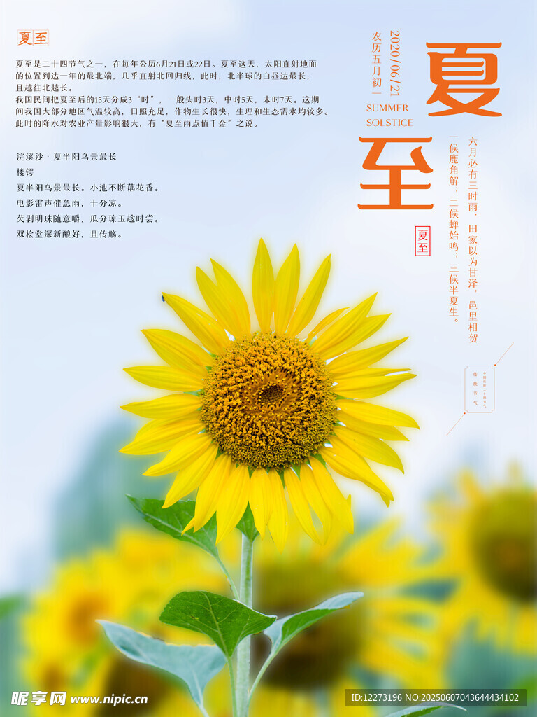 夏至日向日葵绽放美景