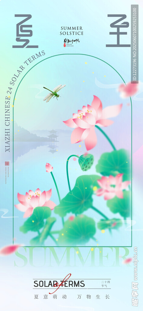 夏至时节荷花绽放图景