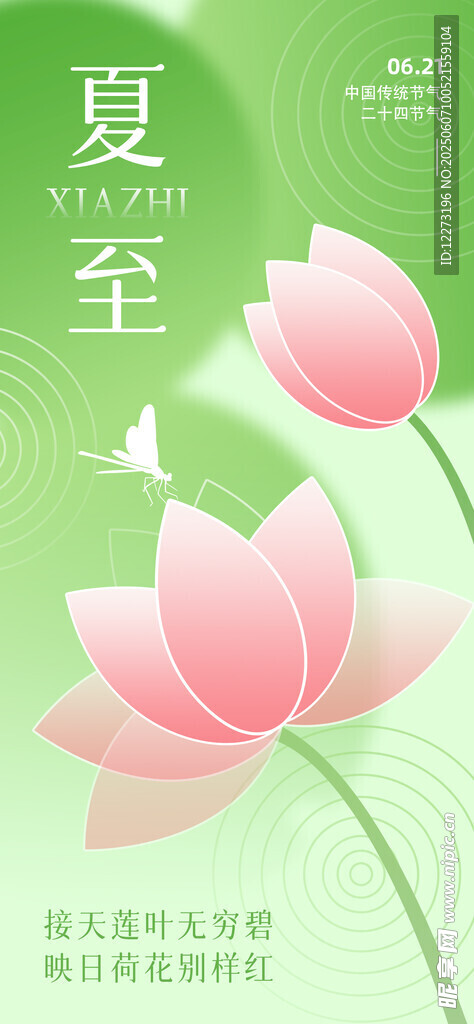 夏至荷花绽放美景