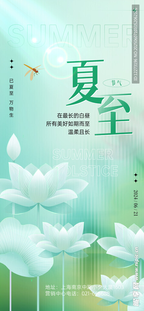 夏至时节荷花绽放美景