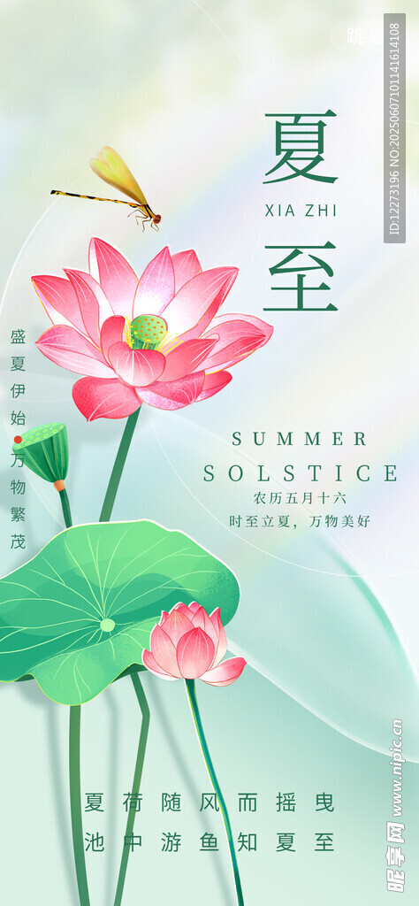 夏至时节荷花绽放