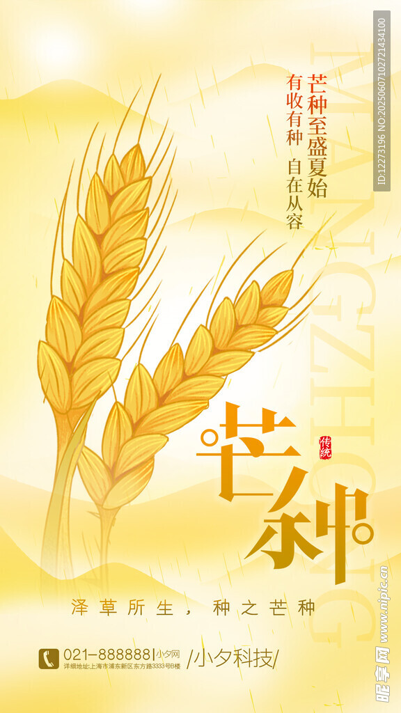 芒种时节麦穗金黄