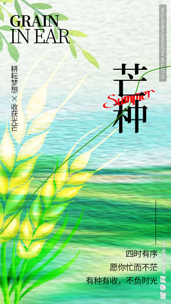 芒种时节的金黄麦穗