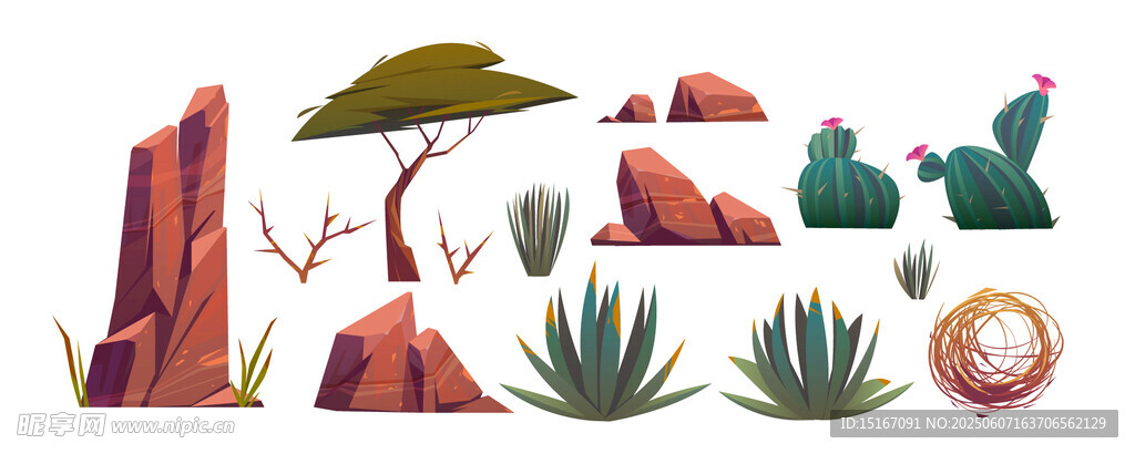 多样仙人掌植物插画