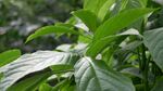 翠绿叶片的植物特写