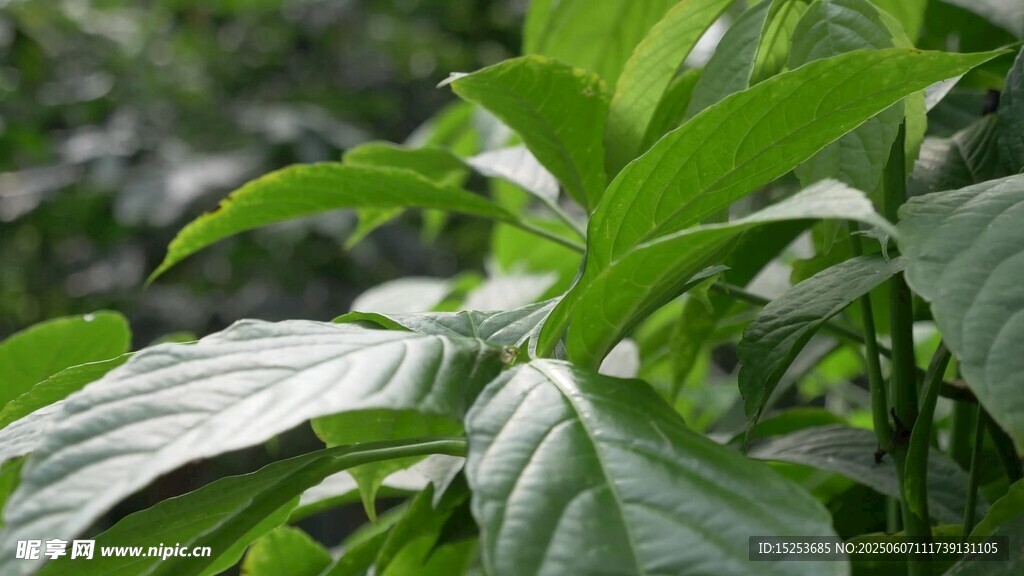 翠绿叶片的植物特写