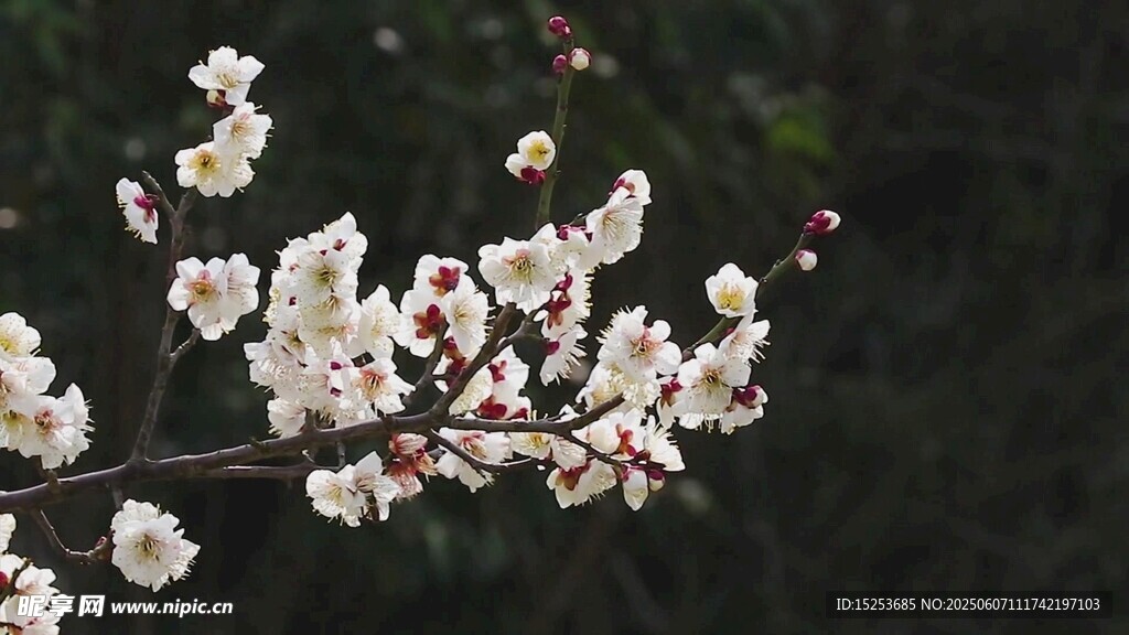 枝头绽放的美丽白色花朵