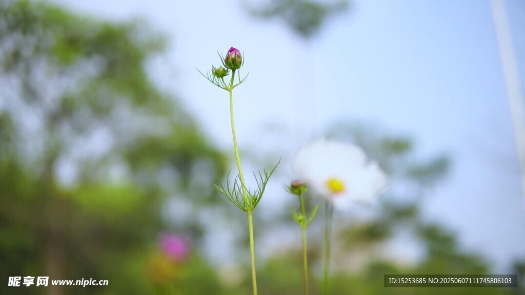 清新绽放的美丽小花