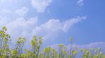 蓝天之下的蓬勃油菜花