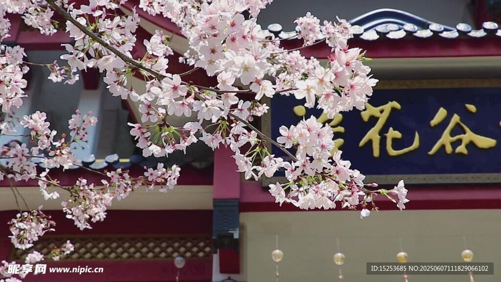 古建旁绽放的烂漫樱花