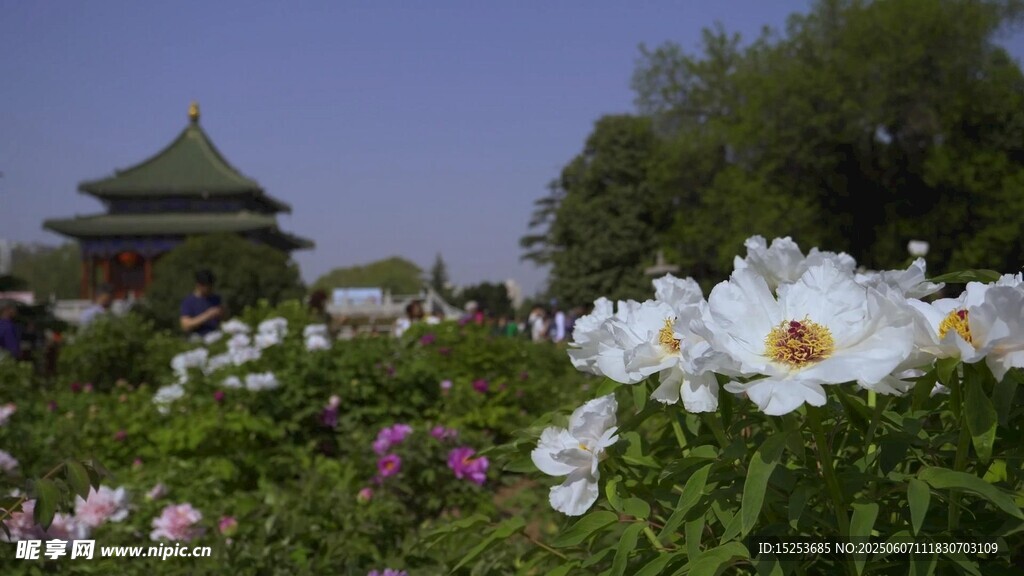 古建旁绽放的美丽花卉