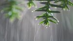雨中松枝挂水珠