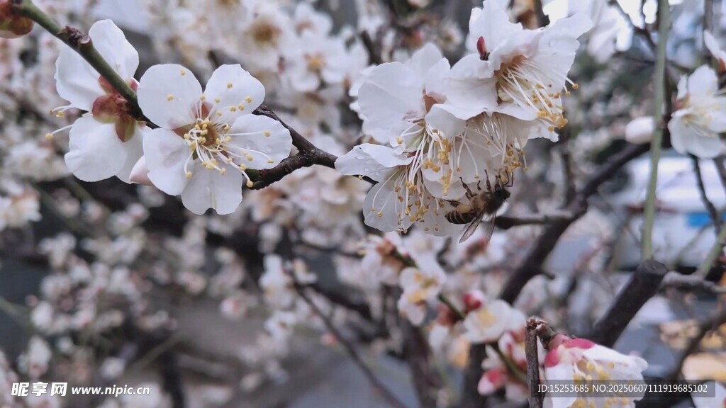 枝头绽放的洁白花朵