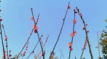 蓝天映衬下的艳丽红花朵