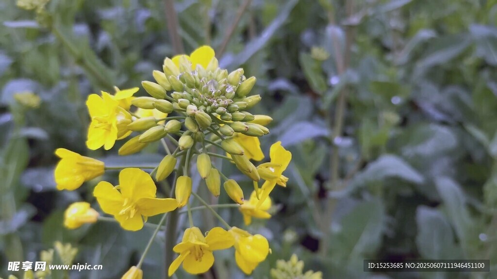 田野中的黄色油菜花