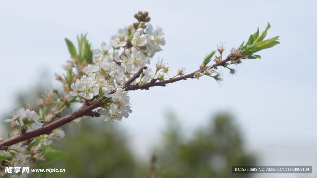 枝头绽放的白色花朵