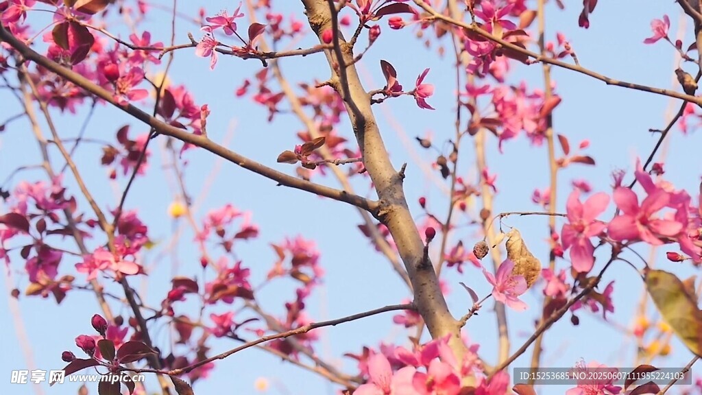 枝头绽放的粉嫩花朵